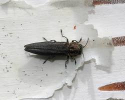 Bronze Birch Borer adult beetle on birch bark