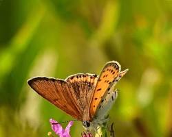 Bronze Copper Butterfly resting on a flower