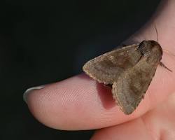Bronzed Cutworm Moth