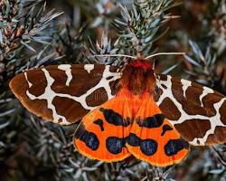 Brown Bear Moth - Pestipedia