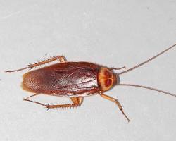 American Cockroach on indoor surface