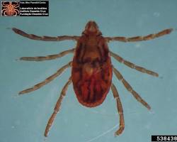 Brown Dog Tick on dog fur