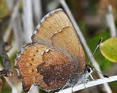 Brown Elfin Butterfly - Pestipedia