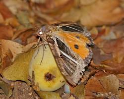 Brown Fruit-piercing Moth - Pestipedia