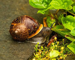 Brown Garden Snail - Pestipedia