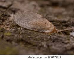 Brown Lacewing - Pestipedia