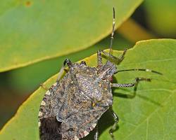 Brown Marmorated Stink Bug - Pestipedia