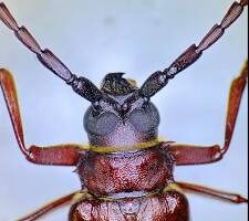 Brown Prionid Beetle resting on tree bark