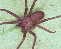 Brown Recluse Spider - Pestipedia