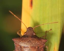 Brown Stink Bug resting on leaf