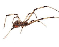 Brown Widow Spider on web near outdoor structure