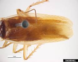Brown-banded Cockroach on indoor wall