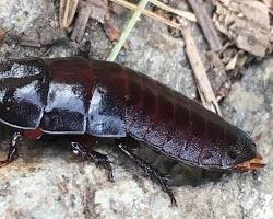 Brown-hooded Cockroach inside decaying log