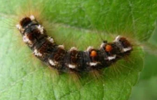 Brown-tail Moth Caterpillar - Pestipedia