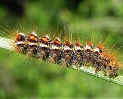 Browntail Moth Caterpillar on tree branch