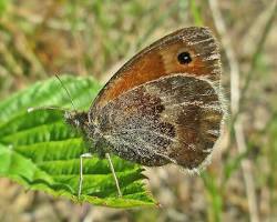 Brush-footed Butterfly resting on flower