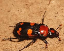 Burying Beetle - Pestipedia