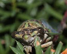 Bush Cicada - Pestipedia