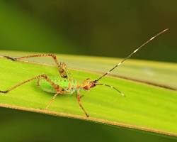 Bush Katydid - Pestipedia
