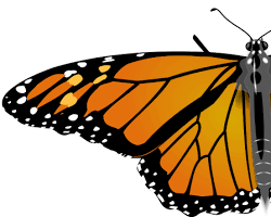 Butterfly - Pestipedia