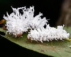 Butternut Woollyworm - Pestipedia