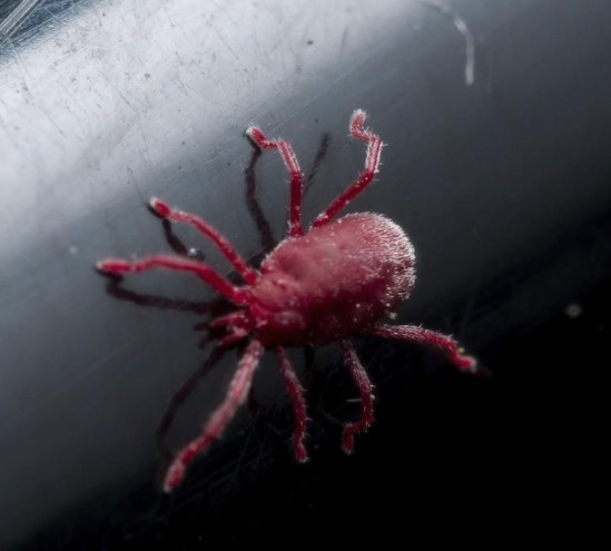 Byrobia Mite - Pestipedia