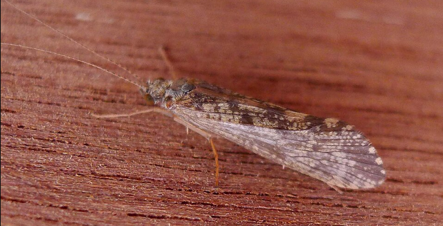 Caddisflies - Pestipedia