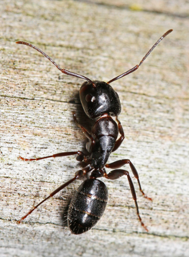 Carpenter Ant