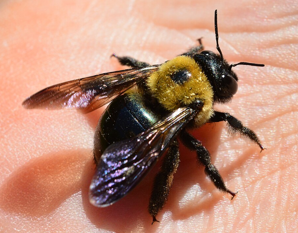 Carpenter Bee - Pestipedia