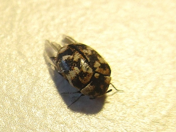 Carpet Beetle - Pestipedia