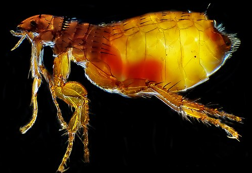 Cat Flea - Pestipedia