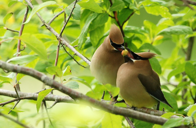 Cedar Waxwing - Pestipedia