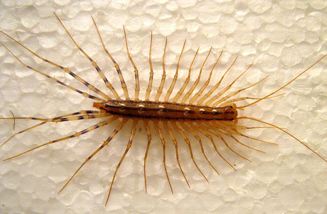 Centipede - Pestipedia