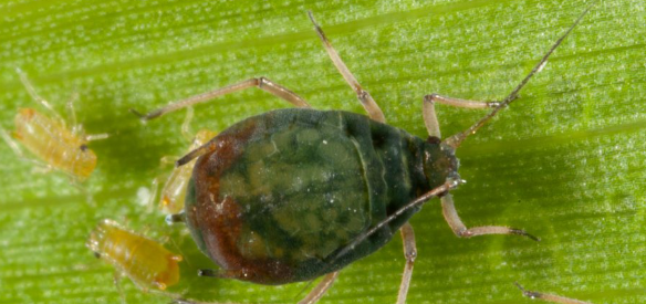 Cereal Aphids - Pestipedia