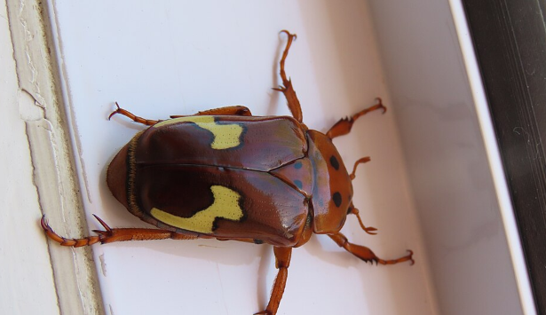 Chafer Beetle - Pestipedia