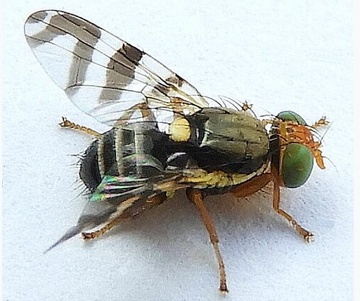 Cherry Fruit Flies - Pestipedia