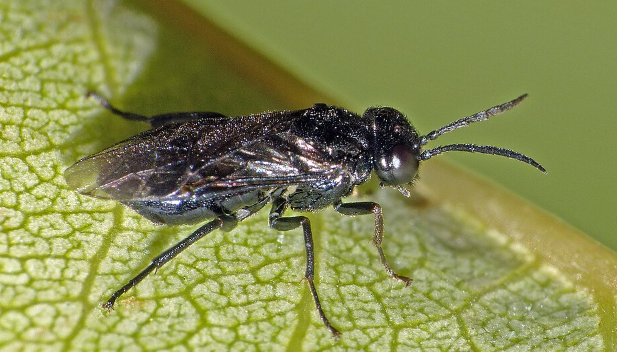Cherry Slug Sawflies - Pestipedia