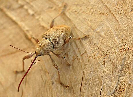 Chestnut Weevils - Pestipedia