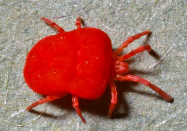 Chigger Mites - Pestipedia
