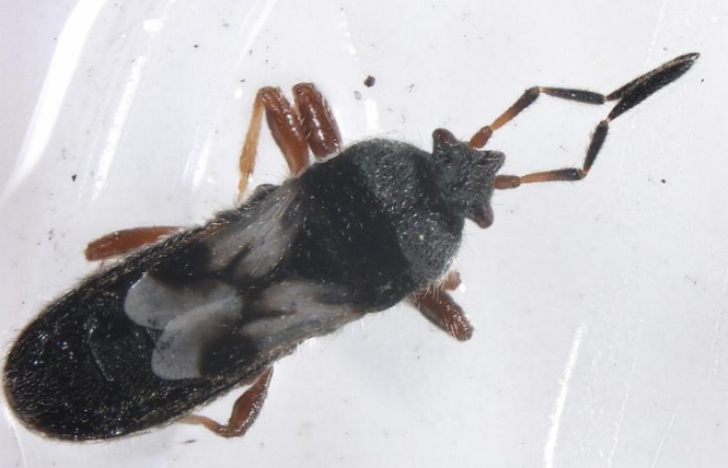 Chinch Bugs - Pestipedia