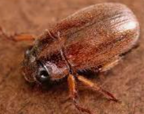 Chinese Rose Beetles - Pestipedia