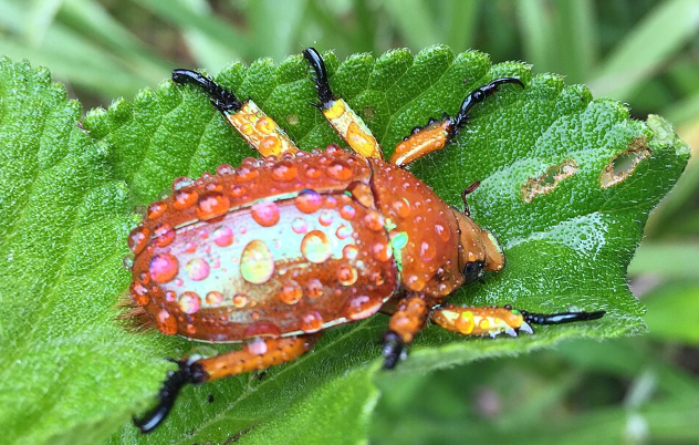 Christmas Beetle - Pestipedia