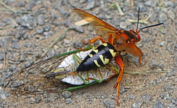 Cicada Killer - Pestipedia