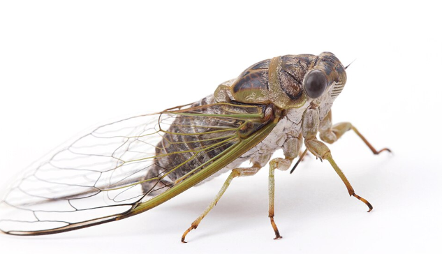 Cicada - Pestipedia