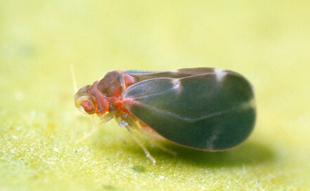 Citrus Blackflies - Pestipedia