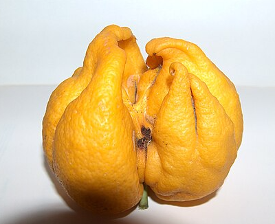 Citrus Bud Mites - Pestipedia