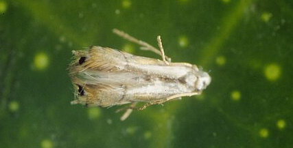Citrus Leafminers - Pestipedia