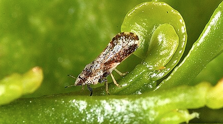 Citrus Psyllids - Pestipedia