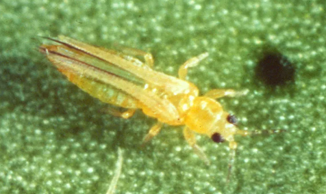 Citrus Thrips - Pestipedia
