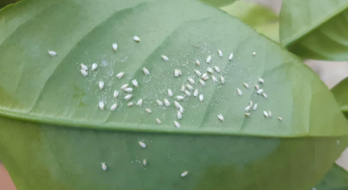 Citrus Whiteflies - Pestipedia